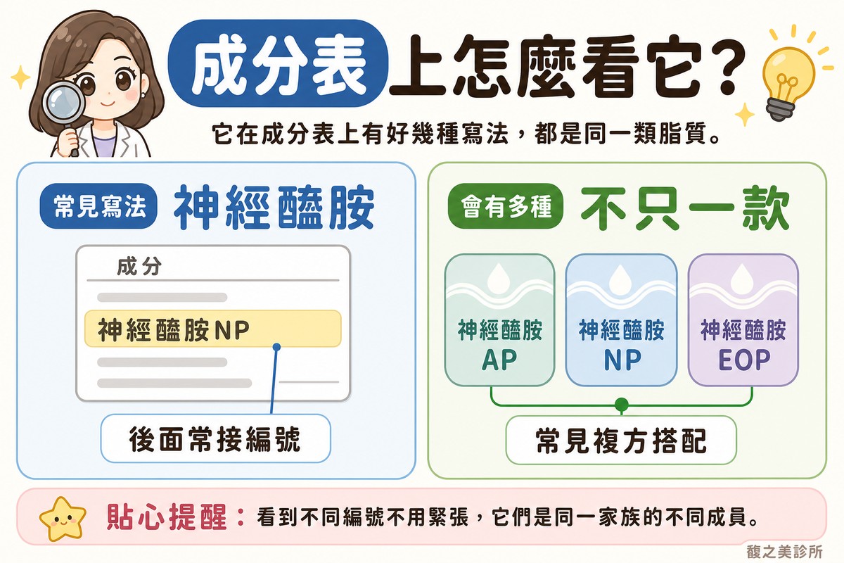 衛教資訊圖,頂端標題寫「成分表上怎麼看它?」。左卡標「常見寫法·神經醯胺」,畫成分表卡片,其中一行被螢光筆標亮,標註「後面常接編號」;右卡標「會有多種·不只一款」,畫三個並排的圓潤磚塊,顏色略有差異但形狀一致,標註「常見複方搭配」。