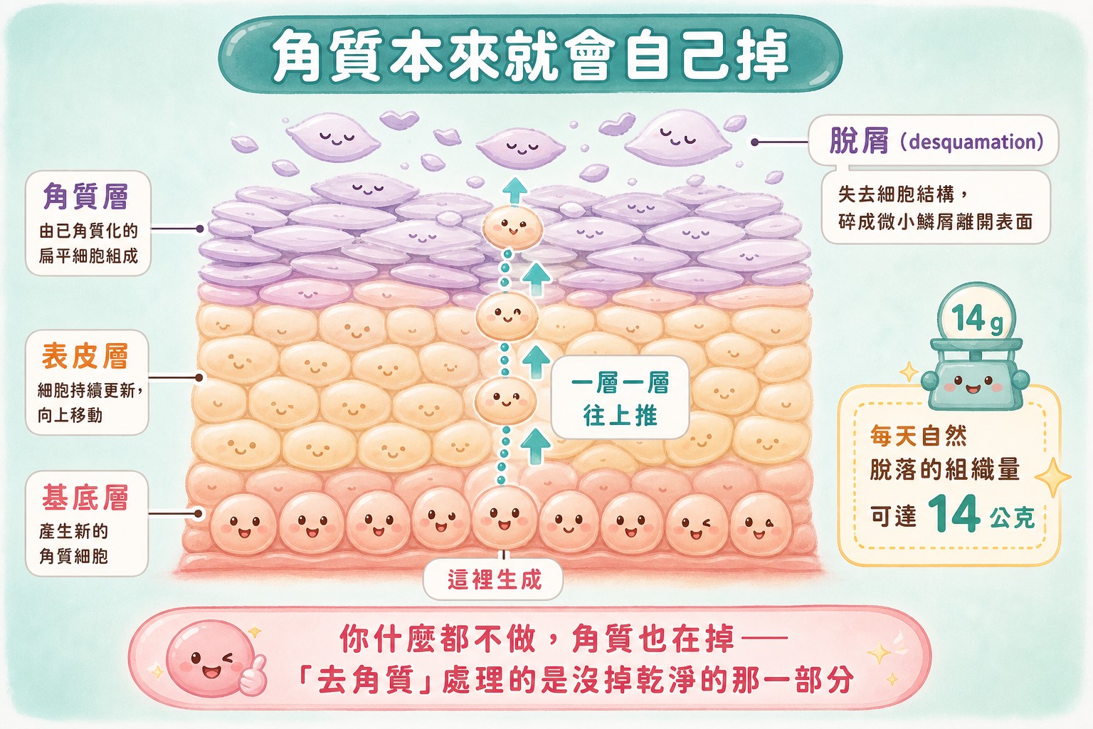 角質層脫屑機轉圖：角質細胞從基底層生成往上推最後自然脫落