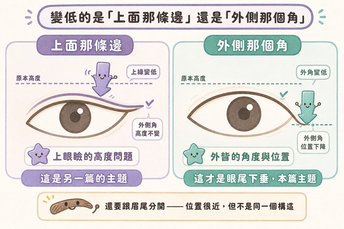 上眼瞼高度與外眥角度下降的對照
