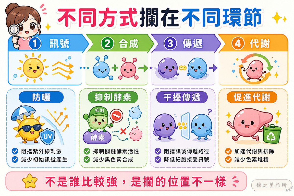 防曬攔訊號、抑制酵素攔合成、干擾傳遞、促進代謝攔排出