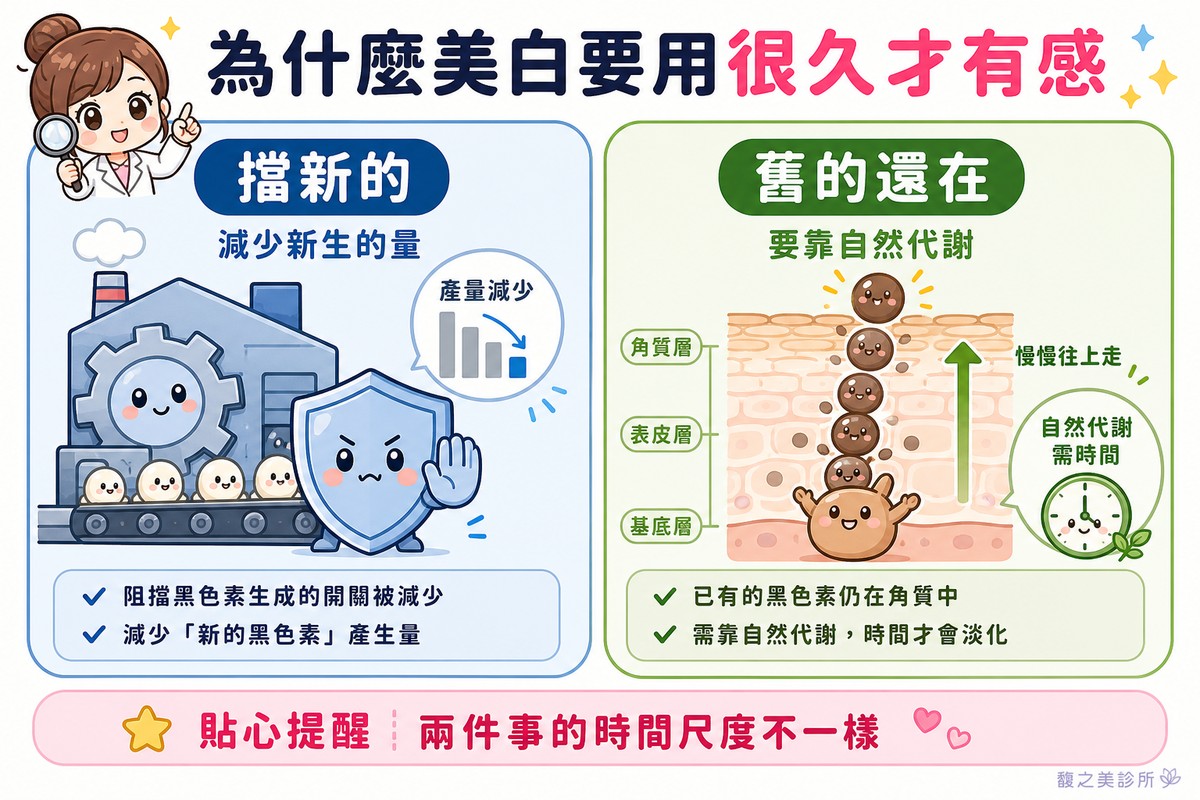 美白擋的是新生的量,已經有的色素要靠自然代謝